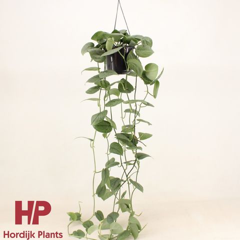 Scindapsus 'Silver Hero'