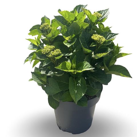 Hydrangea macrophylla 'Bela'