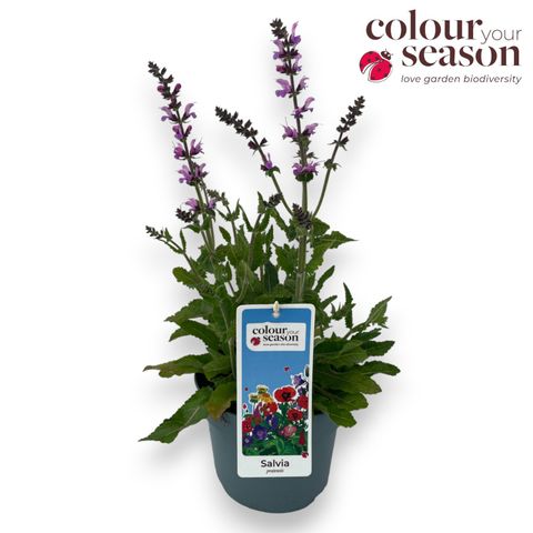 Salvia 'Pretty in Pink'