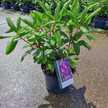 Rhododendron 'Марсель Менард'