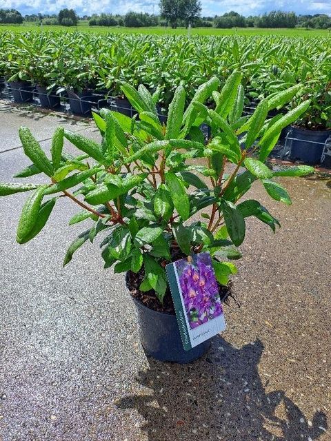 Rhododendron 'Марсель Менард'