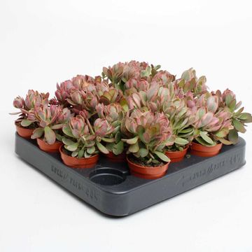 Crassula 'Moneymaker Variegata'