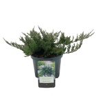 Juniperus horizontalis 'Blue Chip'