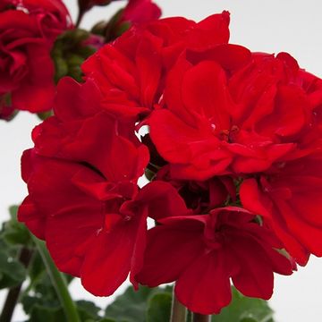 Pelargonium 'Denise'