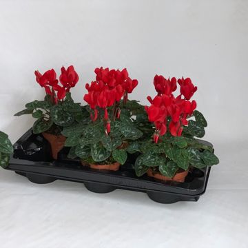 Cyclamen persicum SUPER SERIE S ALLURE RED