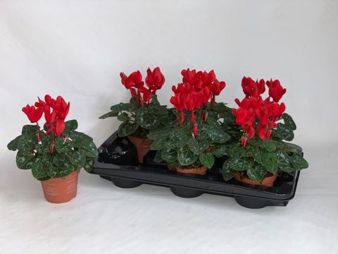 Cyclamen persicum SUPER SERIE S ALLURE RED