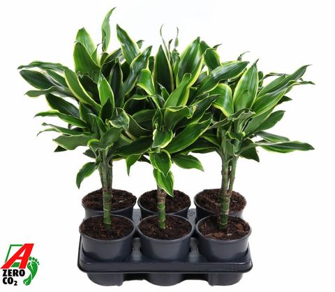 Dracaena fragrans 'Golden Coast'