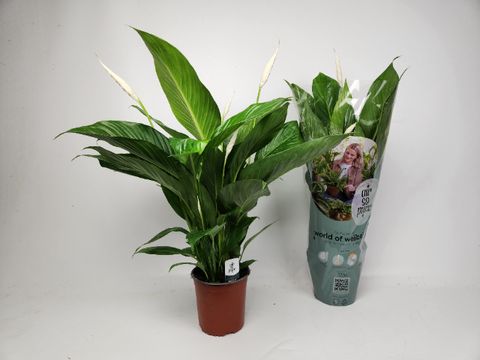 Spathiphyllum BINGO CUPIDO