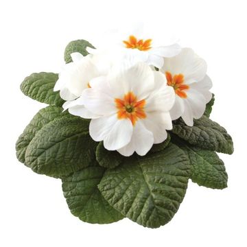 Primula 'Rambo Mid White'