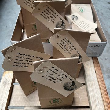 Puschkinia scilloides libanotica 'Alba'