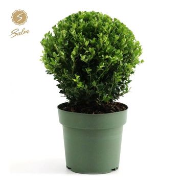 Ilex crenata 'Jenny'