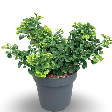 Ginkgo biloba