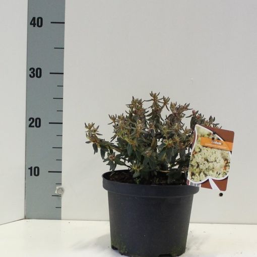 Ledum groenlandicum 'Compactum' (About Plants Zundert BV)