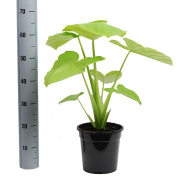 Xanthosoma sagittifolium 'Lime Zinger'