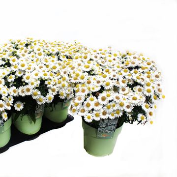 Aster ALPHA WHITE
