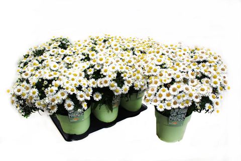 Aster ALPHA WHITE