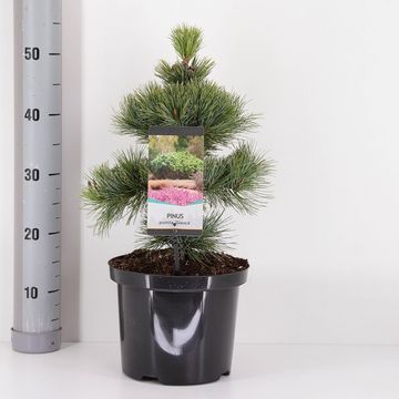 Pinus pumila 'Glauca'