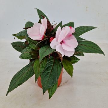 Impatiens COLORPOWER WHITE PINK EYE