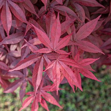 Acer palmatum 'Twombly’s Red Sentinel'