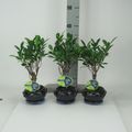 Ficus retusa