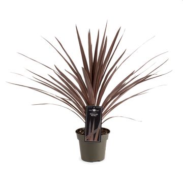 Cordyline australis 'Red Star'