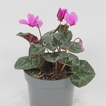 Cyclamen hederifolium