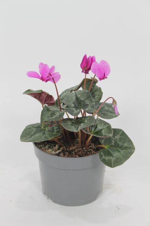 Cyclamen hederifolium