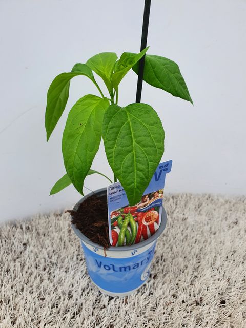 Капсикум однолетний 'Lyric Hot'