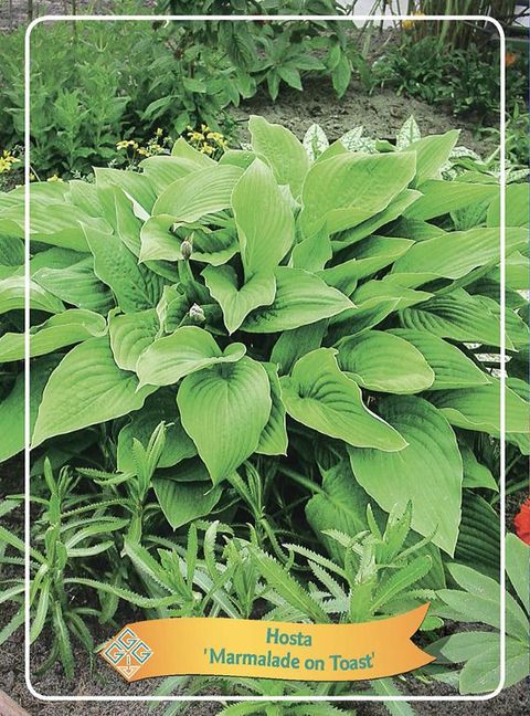 Hosta 'Marmalade on Toast'