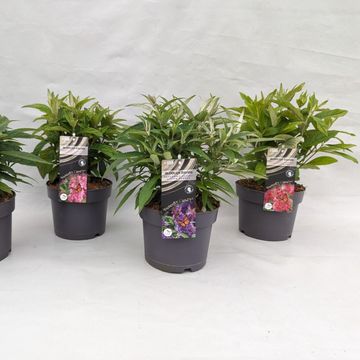 Buddleja davidii BUTTERFLY CANDY MIX