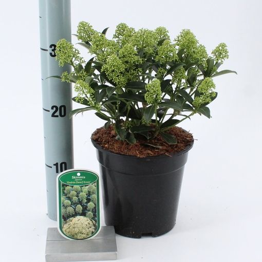 Skimmia Japonica Godries Dwarf Green P17 Cm H30 40 Cm Plant Wholesale Floraccess