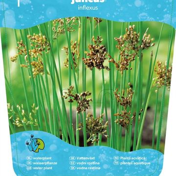 Juncus inflexus