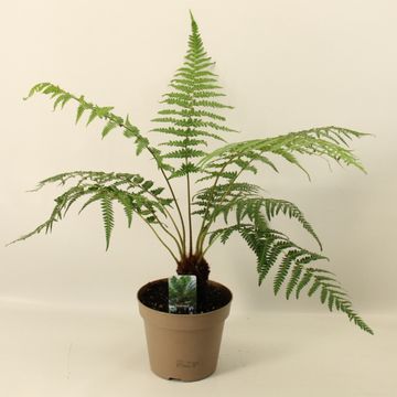 Dicksonia antarctica