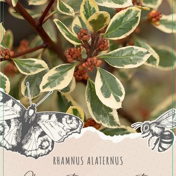 Rhamnus alaternus 'Argenteovariegata'