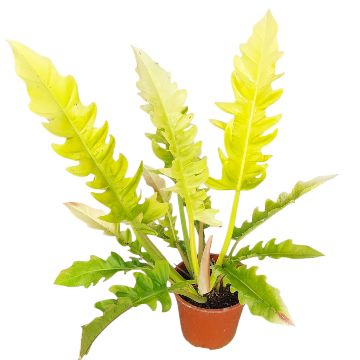 Philodendron x serratum 'Golden Saw'