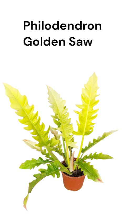 Philodendron x serratum 'Golden Saw'