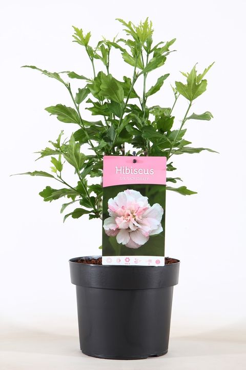 Hibiscus syriacus 'Lady Stanley'