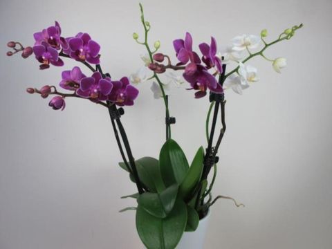 Phalaenopsis Confetti