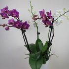 Phalaenopsis Confetti