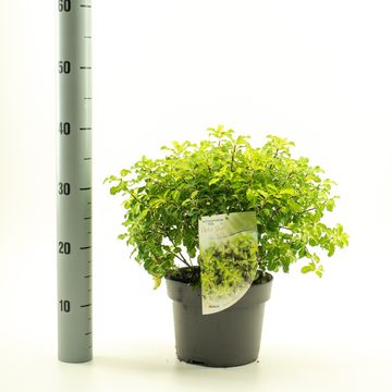 Pittosporum tenuifolium 'Gold Star'