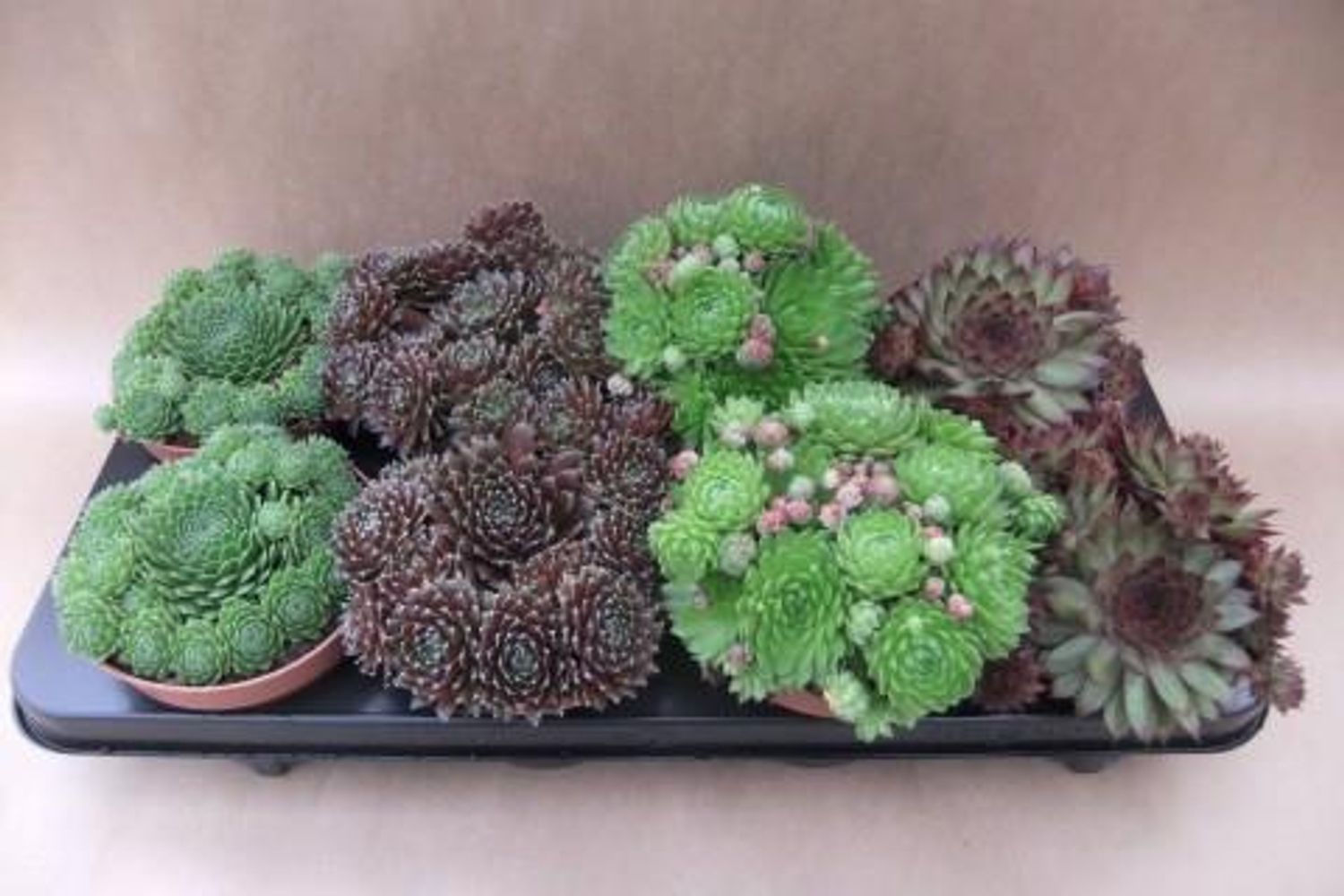 Sempervivum mix plant wholesale floraccess