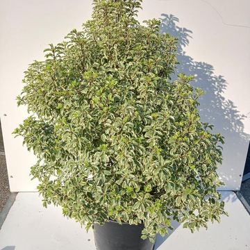 Pittosporum tenuifolium 'Variegatum'