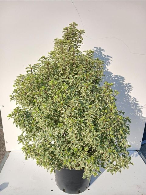 Pittosporum tenuifolium 'Variegatum'