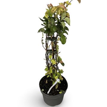 Chaenomeles speciosa 'Pink Storm'