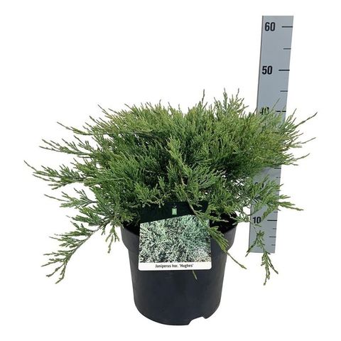 Juniperus horizontalis 'Hughes'