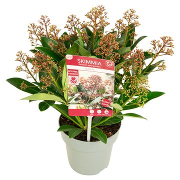 Skimmia japonica 'Rubella'