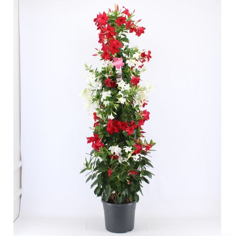 Mandevilla MIX IN POT