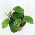 Hoya quinquenervia (RPP 131-01)