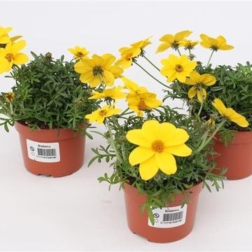Bidens ferulifolia SOLAIRE COMPACT