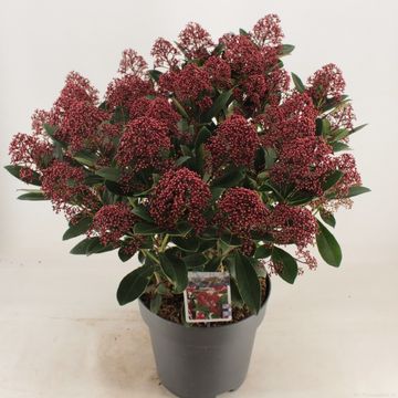 Skimmia japonica 'Rubella'